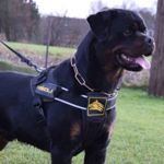 Borststuk voor K9 Harnas (2)