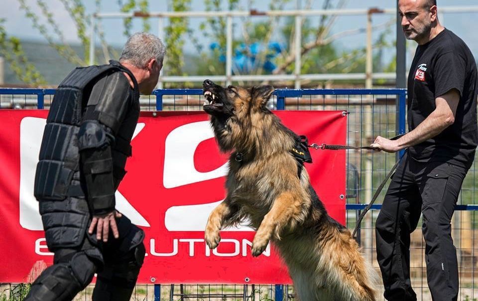 Evolved k9 training hot sale